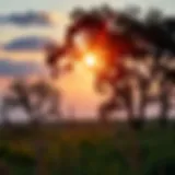 A serene landscape symbolizing peaceful retirement