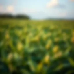 A close-up view of soybean plants in a thriving field