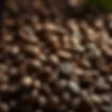 The Essence of Coffee Futures A close-up of coffee beans representing the origin of coffee futures.