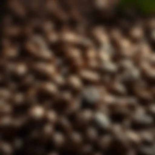 The Essence of Coffee Futures A close-up of coffee beans representing the origin of coffee futures.